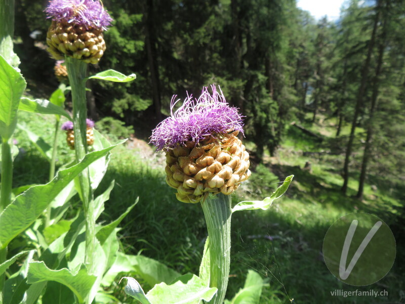 Alpen-Bergscharte: Übersicht